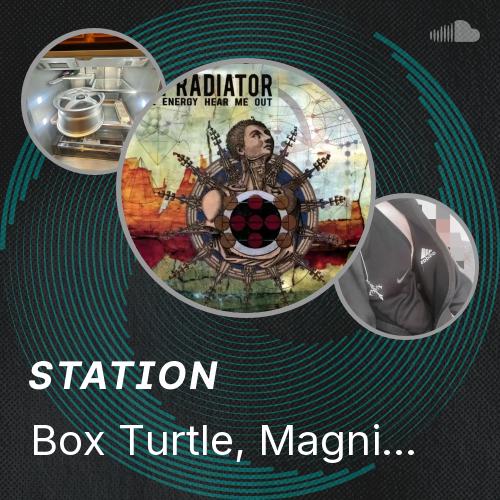 Box Turtle, Magnificent Isn't She.mp3 - Listen to music